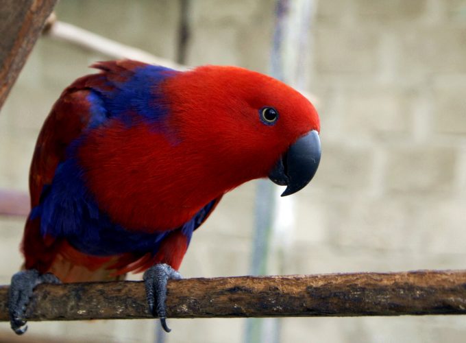 Wallpaper electus parrot, Eclectus roratus, Gag Island, red, Animals 2570514571